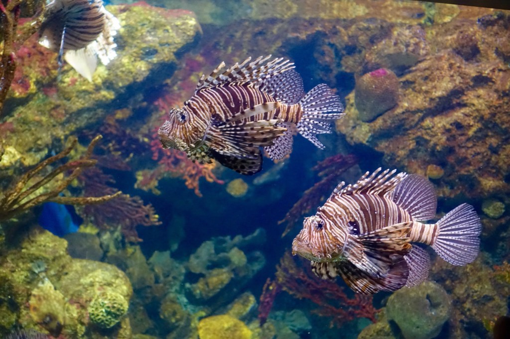 Aquatic life: L’Aquàrium de&nbsp;Barcelona
