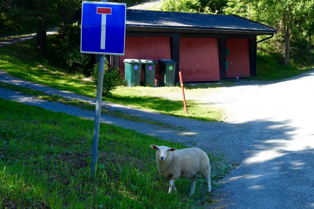 Directions? This runaway sheep met the end of the road. 