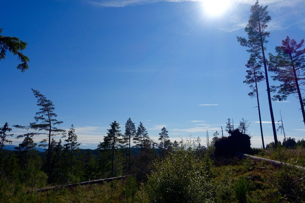 The forrest of Bymarka