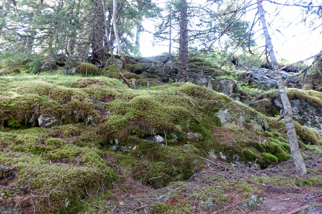 The forrest of Bymarka