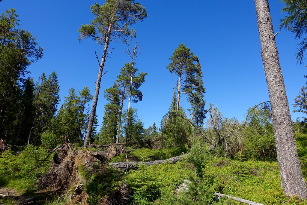 The forrest of Bymarka